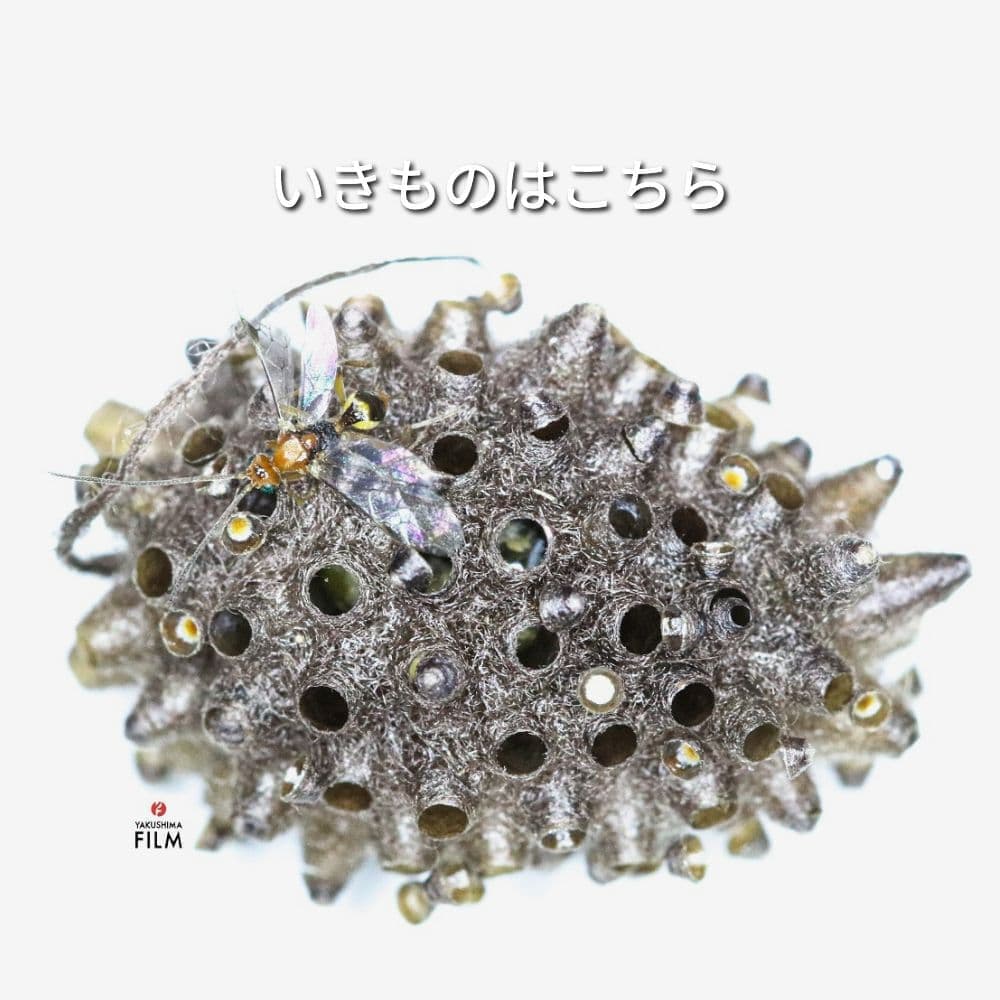 いきものはこちら